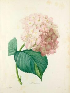 51ZVDBKL-BL._AC_UF1000,1000_QL80_